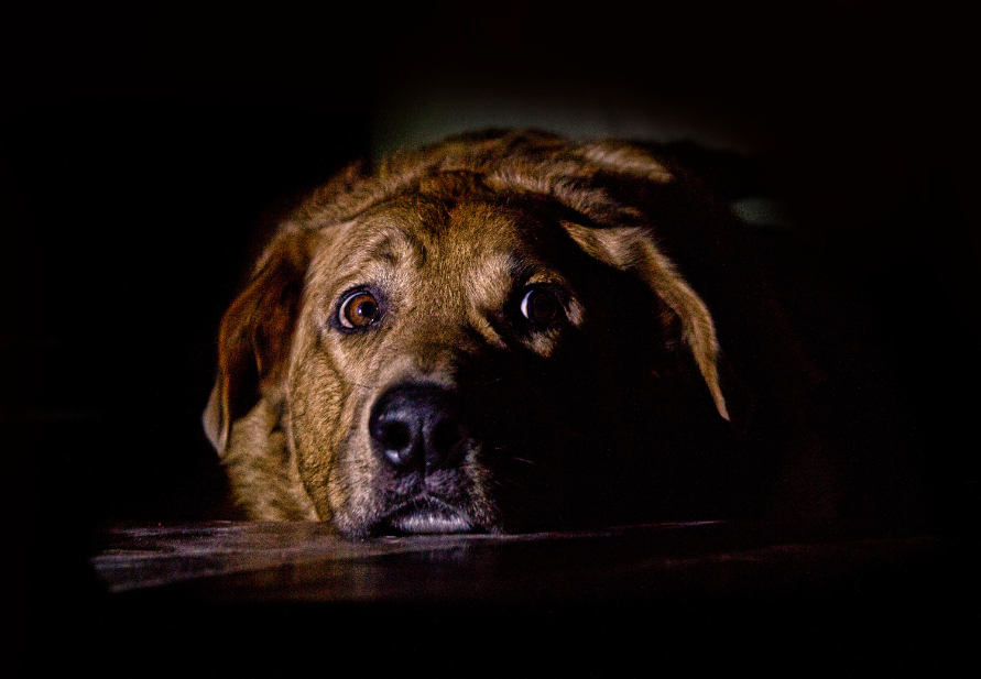 mascota con miedo a los fuegos artificiales